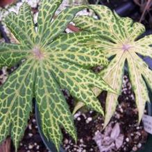 Shredded Umbrella Plant Shredded Umbrella Plant