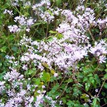 Meadow Rue Meadow Rue