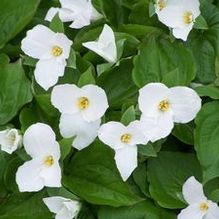 Showy Wake-robin Showy Wake-robin