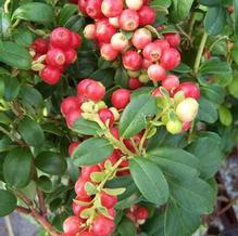 Lingonberry Lingonberry