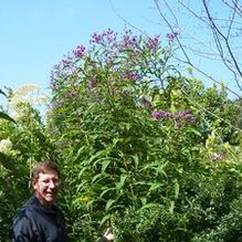 Giant Ironweed Giant Ironweed