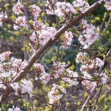 Fragrant Viburnum Fragrant Viburnum