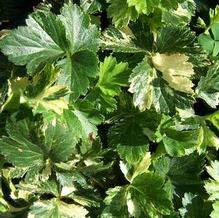 Barren Strawberry Barren Strawberry