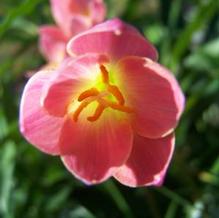 Rain Lily Rain Lily