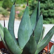 Agave Agave