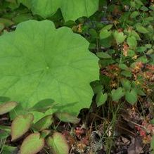 Astilboides Astilboides