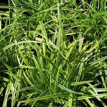 Japanese Sedge Japanese Sedge