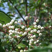 Graytwig Dogwood Graytwig Dogwood