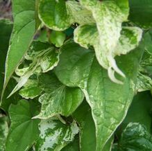 Cinnamon Vine Cinnamon Vine