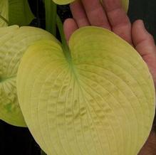 Hosta (Very Large) Hosta (Very Large)