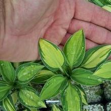 Hosta (Small) Hosta (Small)