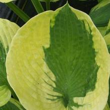 Hosta (Large) Hosta (Large)