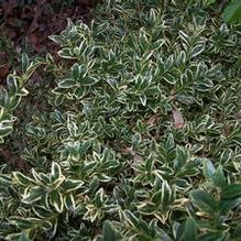 Buxus sempervirens 'Aureo-variegata'
