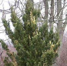 Juniperus chinensis 'Kaizuka Variegated'