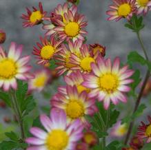 Chrysanthemum 'Will's Wonderful'