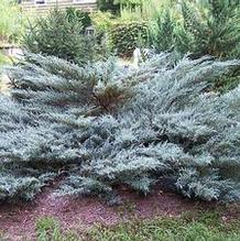 Juniperus chinensis 'Angelica Blue'