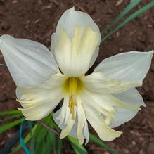Narcissus x 'New Soul' Narcissus x 'New Soul'