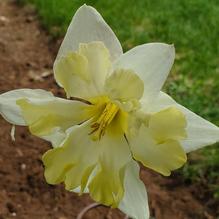 Narcissus x 'Lemon Meringue Splat' Narcissus x 'Lemon Meringue Splat'