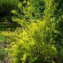 Forsythia viridissima 'Gold Leaf'