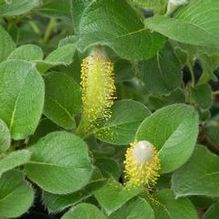 Salix nakamurana var. yezo-alpina