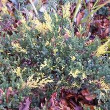 Juniperus procumbens 'Variegata' Juniperus procumbens 'Variegata'