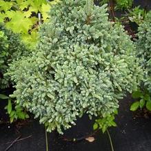 Picea omorika 'Nana' Picea omorika 'Nana'