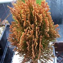 Platycladus orientalis 'Morgan' Platycladus orientalis 'Morgan'