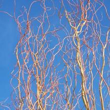 Salix alba var. vitellina (matsudana?) 'Swizzle Stick'