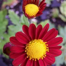 Chrysanthemum 'Firechief'