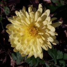 Chrysanthemum ''hardy yellow cushion''