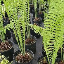 Matteuccia struthiopteris - Ostrich Fern Is tall, struthiopteris