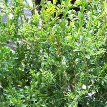 Buxus sempervirens 'Rosmarinifolia'