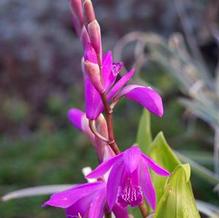 Bletilla striata