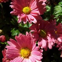 Chrysanthemum ''hardy coral pink single''