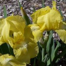 Iris germanica 'Baby Blessed'