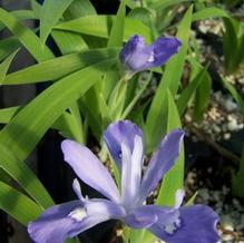 Iris cristata 'Mountain Girl'