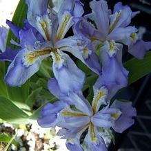 Iris cristata 'Doubly Stylish'