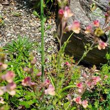 Linaria purpurea 'Peachy' Linaria purpurea 'Peachy'