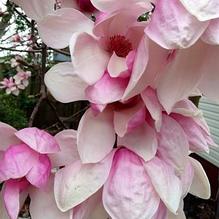 Magnolia x soulangeana 'Bauman's Pink'