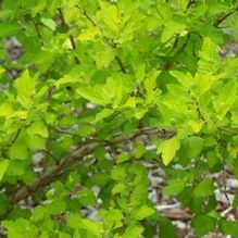 Physocarpus opulifolius 'Aurea'