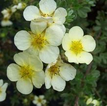 Potentilla fruticosa 'Primrose Beauty'
