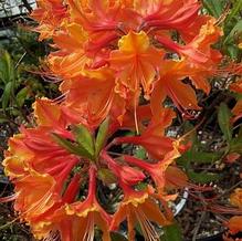 Rhododendron austrinum 'Don's Variegated'