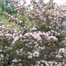 Viburnum plicatum f. tomentosum 'Kern's Pink'