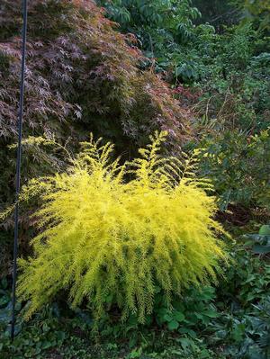 Asparagus pseudoscaber 'Spitzenschleier' - Lace Veil from Quackin Grass Nursery