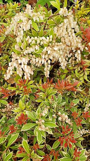 Pieris japonica 'Little Heath' - Mountain Laurel from Quackin Grass Nursery