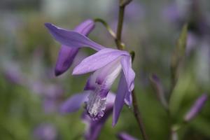 Bletilla striata 'Soryu' - Urn Orchid from Quackin Grass Nursery