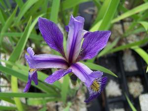 Iris versicolor 'Purple Flame' - Harlequin Blue Flag from Quackin Grass Nursery