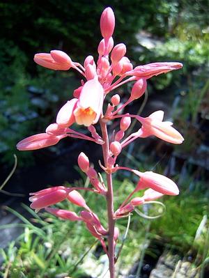 Hesperaloe parviflora - Red Yucca from Quackin Grass Nursery
