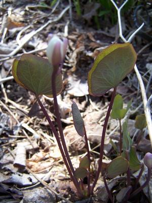 Jeffersonis diphylla - Twinleaf from Quackin Grass Nursery
