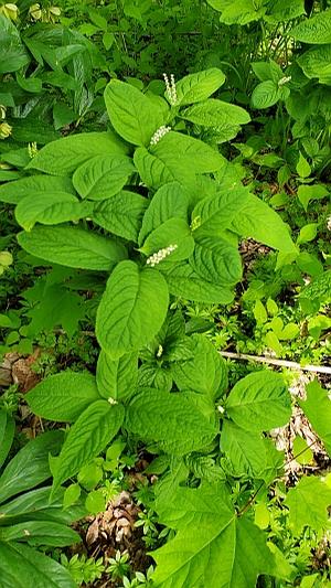 Chloranthus serratus - Serrate-leaf Chloranthus from Quackin Grass Nursery
